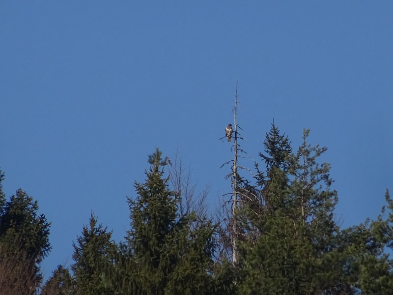 foto brutte 2....Buteo buteo (poiana)